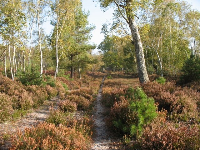2007 10 Bois de Rochefort 06